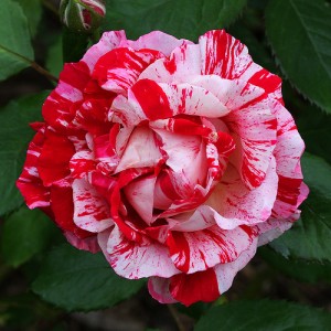 trandafir-de-grădină-copăcel-abracadabra-teahybrid-bulbi-de-vis