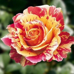 trandafir-de-grădină-copăcel-monet-teahybrid-bulbi-de-vis