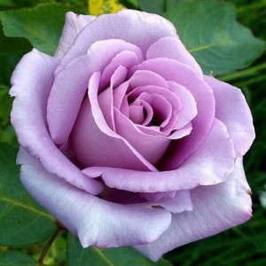 trandafir-de-grădină-tufa-sissi-bulbi-de-vis