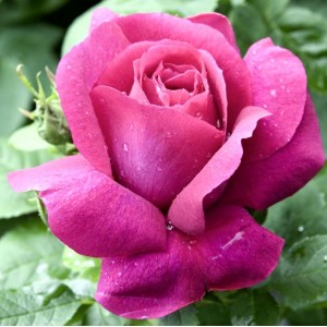 trandafir-de-grădină-tufă-passion-bulbi-de-vis