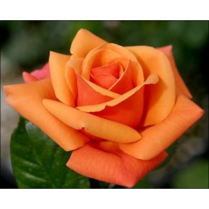 trandafir-de-gradina-tufa-portocaliu-bulbi-de-vis