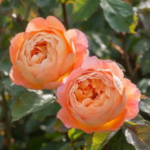 trandafir-de-grădină-cățărător-portocaliu-bulbi-de-vis