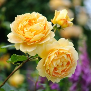trandafir-de-grădină-cățărător-galben-bulbi-de-vis