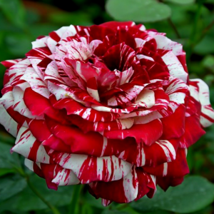 trandafir-de-grădină-copăcel-julio-teahybrid-bulbi-de-vis