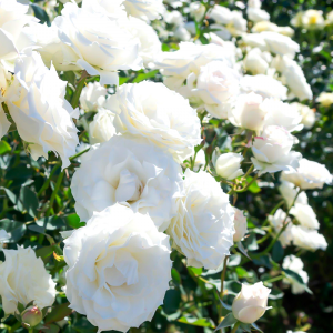 trandafir-cățărător-alb-bulbi-de-vis