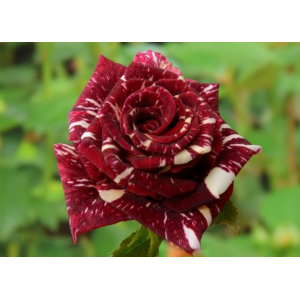 trandafir-de-grădină-copăcel-hocus-pocus-teahybrid-bulbi-de-vis